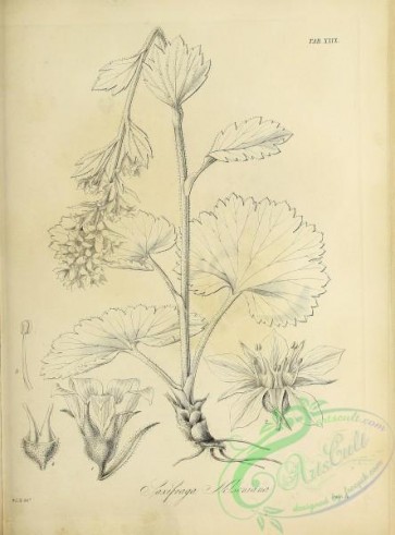 botanical-18412 - black-and-white 170-saxifraga nelsoniana