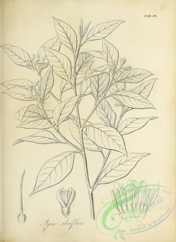 botanical-18424 - black-and-white 182-styrax suberifolium