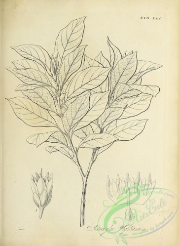 botanical-18425 - black-and-white 183-jideroxylon wightianum