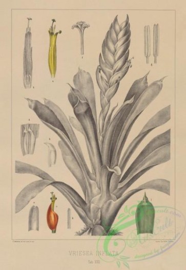 botanical-18501 - black-and-white 019-vriesea inflata