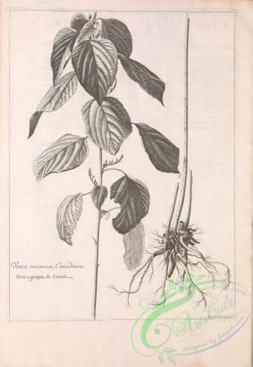 botanical-18592 - black-and-white 038-urtica racemosa