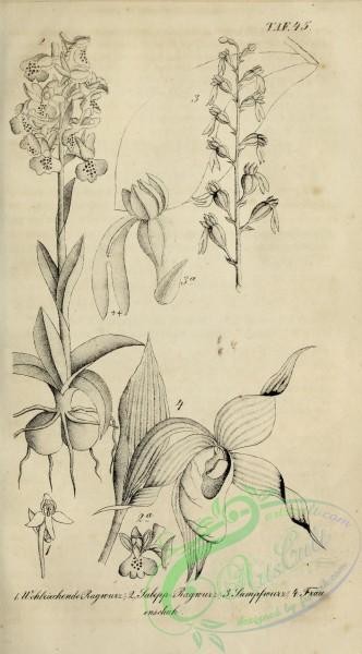 botanical-18724 - black-and-white 039-unspecified