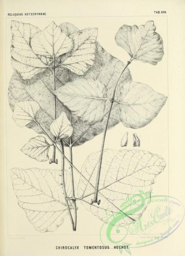 botanical-18749 - black-and-white 018-chirocalyx tomentosus