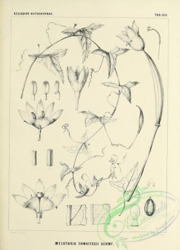 botanical-18759 - black-and-white 028-melothria thwaitesii
