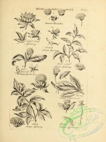 botanical-18768 - black-and-white 003-Hemp Agrimony