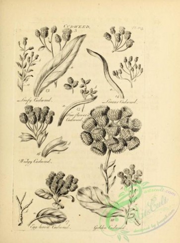 botanical-18784 - black-and-white 019-Cudweed