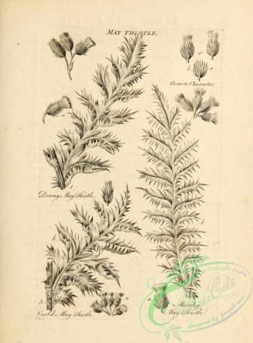 botanical-18825 - black-and-white 009-May Thistle