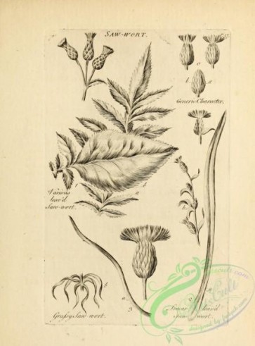 botanical-18853 - black-and-white 037-Saw-wort