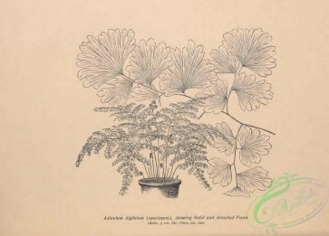 botanical-19133 - black-and-white 016-adiantum digitatum speciosum