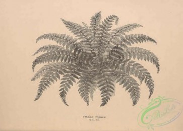 botanical-19146 - black-and-white 033-aspidium viviparum