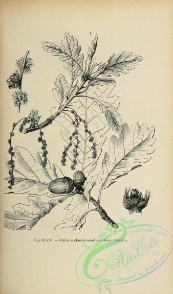 botanical-19233 - black-and-white 007-Oak leaves and acorns