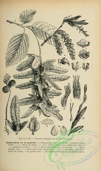 botanical-19236 - black-and-white 010-Hornbeam