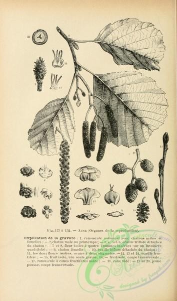 botanical-19239 - black-and-white 013-Alder