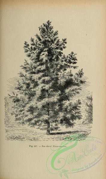 botanical-19242 - black-and-white 016-pinus excelsa