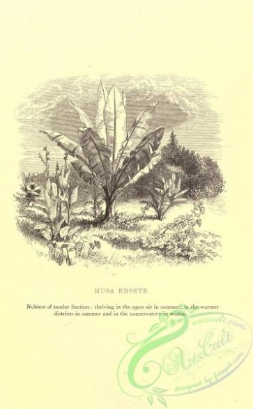 botanical-19280 - black-and-white 027-musa ensete