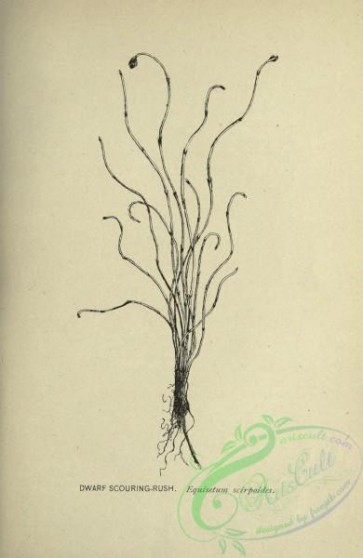 botanical-19324 - black-and-white 005-Dwarf Scouring-Rush, equisetum scirpoides