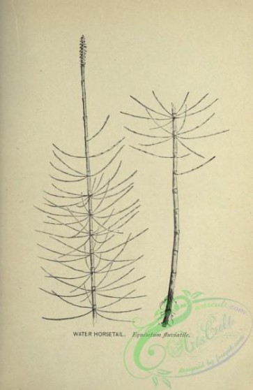 botanical-19335 - black-and-white 017-Water Horsetail, equisetum fluviatile