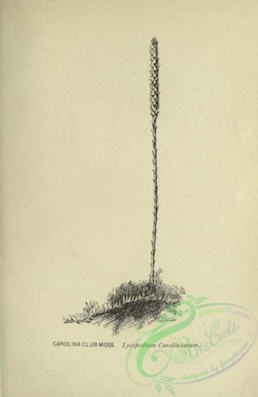 botanical-19354 - black-and-white 038-Carolina Club-Moss, lycopodium carolinianum