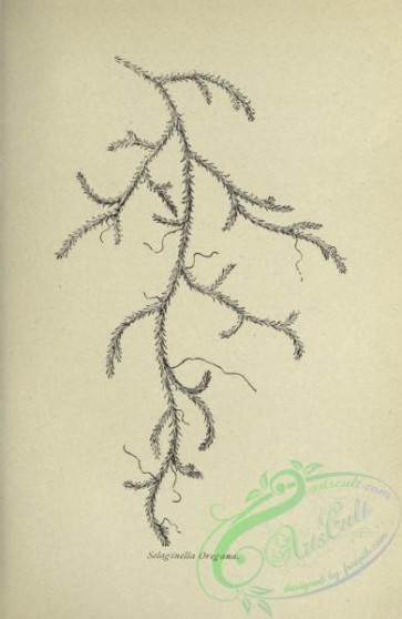 botanical-19359 - black-and-white 044-selaginella oregana