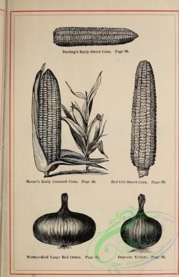 botanical-20732 - black-and-white 264-Corn, Onion