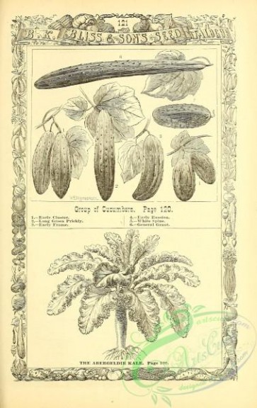 botanical-20894 - black-and-white 201-Cucumber