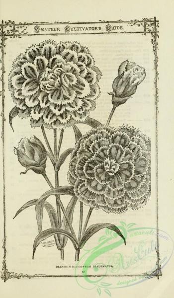 botanical-20990 - black-and-white 034-Dianthus Heddewegii