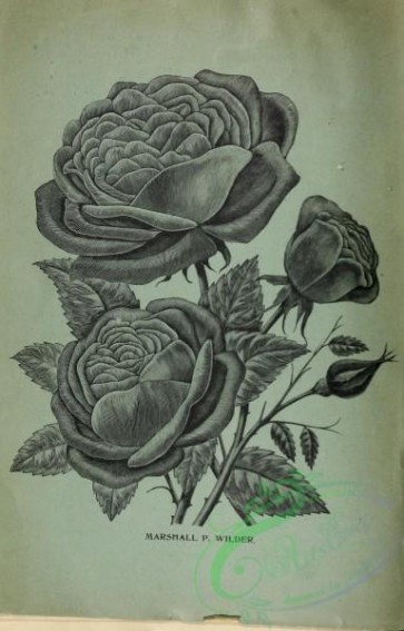 botanical-21432 - black-and-white 071-Roses