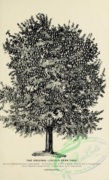 botanical-21518 - black-and-white 168-Pear Tree