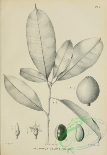 botanical-23122 - black-and-white 004-palaquium oblongifolium