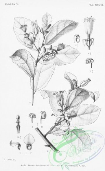botanical-23821 - black-and-white 028-grewia stuhlmannii, grewia nodisepala