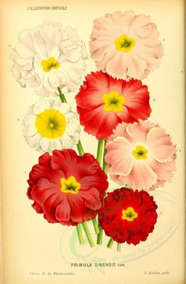 bouquets_flowers-00272 - primula sinensis [2600x3966]