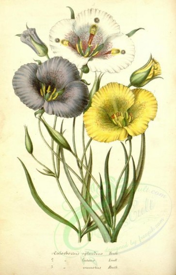 bouquets_flowers-00290 - calochortus oplendens, calochortus lutens, calochortus venustus [2311x3604]
