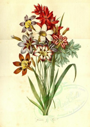 bouquets_flowers-00291 - sparaxis, ixia [3595x5025]