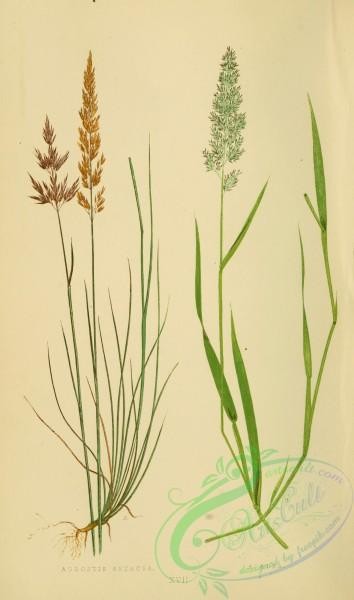 british_grasses-00107 - agrostis setacea, agrostis alba