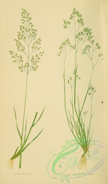 british_grasses-00109 - aira alpina, aira caryophyllea