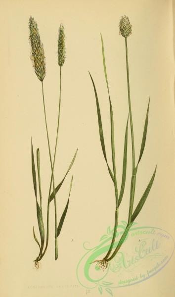 british_grasses-00116 - alopecurus pratensis