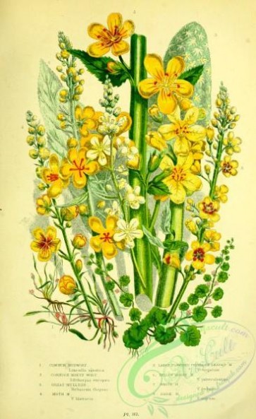 british_plants-00093 - 005-Common Mudwort, Cornish Money Wort, Great Mullein, Moth Mullein, Large flowered Primrose leaved Mullein, Yellow Hoary Mullein, Whit