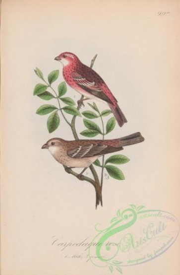 bullfinches-00050 - 099a-Rosy Bullfinch, carpodacus roseus