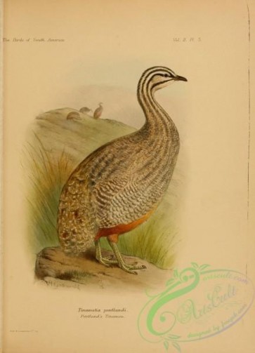 bustards-00038 - Pentland's Tinamou, tinamotis pentlandi