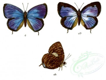butterflies-00120 - image [1118x846]