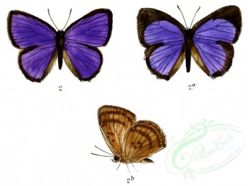 butterflies-00127 - image [1040x780]