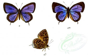 butterflies-00135 - image [1134x728]