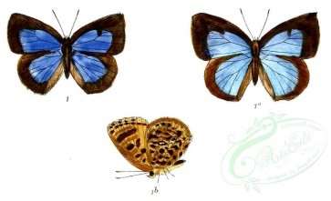 butterflies-00139 - image [1202x732]