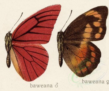 butterflies-00192 - image [768x644]