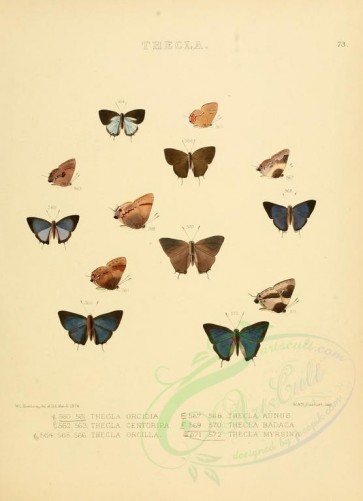 butterflies-09777 - image [2195x3030]