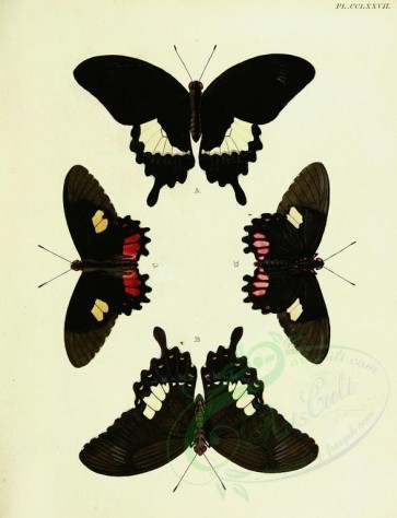 butterflies-10807 - image [2529x3302]