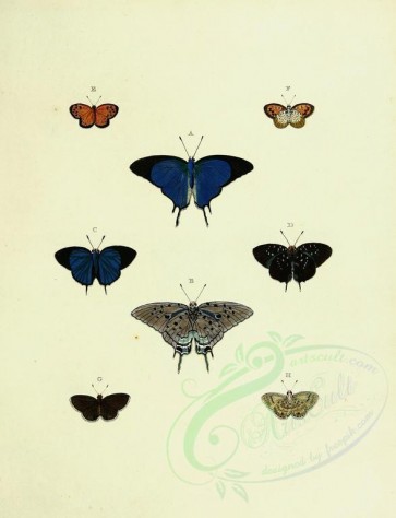 butterflies-10860 - image [2529x3302]