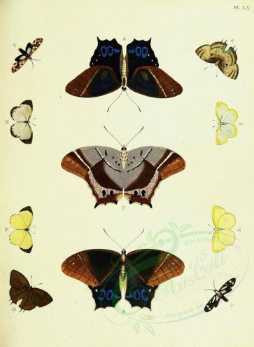butterflies-10945 - image [2458x3351]