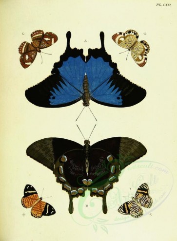 butterflies-11047 - image [2458x3351]