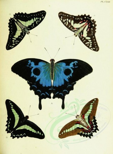 butterflies-11048 - image [2458x3351]
